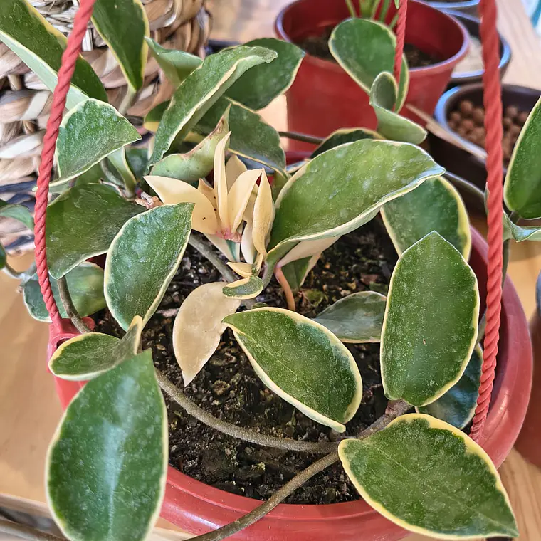 hoya carnosa 'Krimson Queen' 1