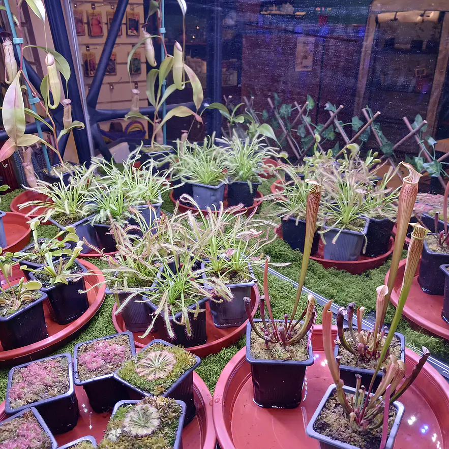 Plantas carnívoras