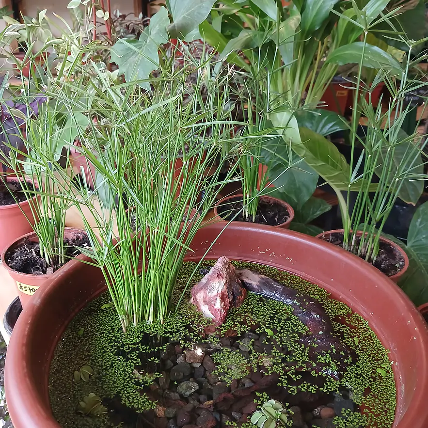 Plantas acuaticas