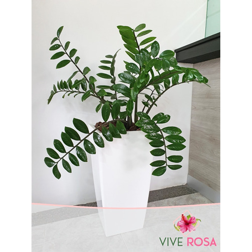 Palma ZZ (samioculca)  Planta Natural de Interiores Grande 1