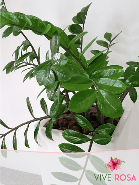 Palma ZZ (samioculca)  Planta Natural de Interiores Grande