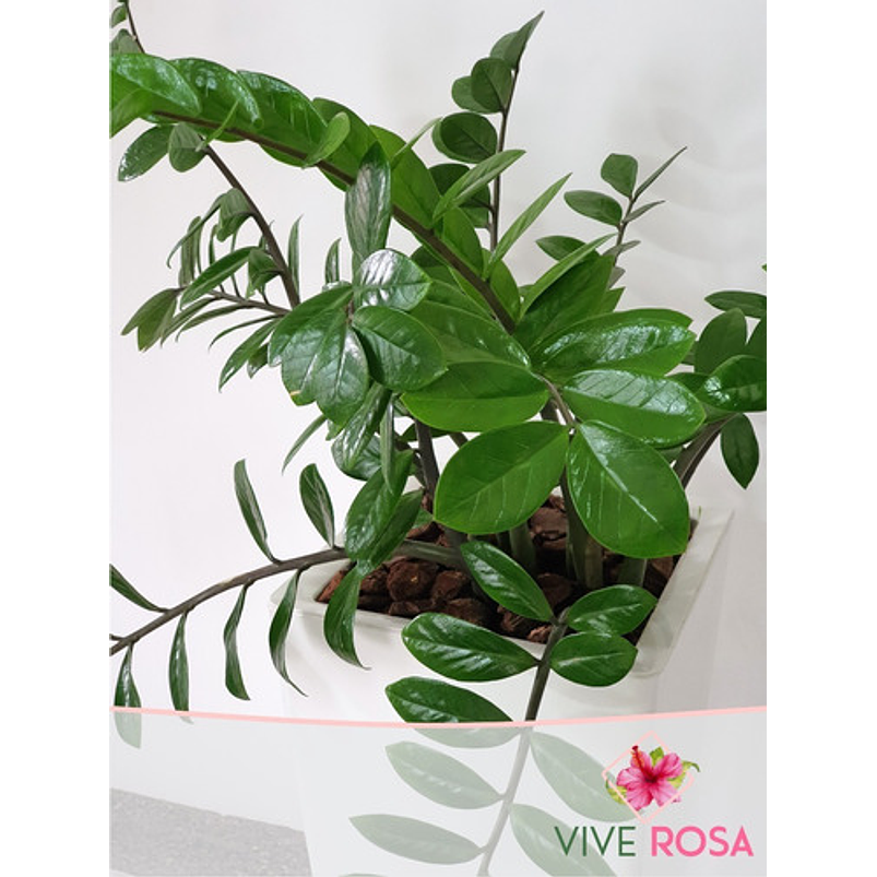 Palma ZZ (samioculca)  Planta Natural de Interiores Grande 2