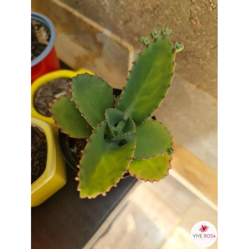 Suculenta En Maceta Tipo Vivero Más Sustrato 3