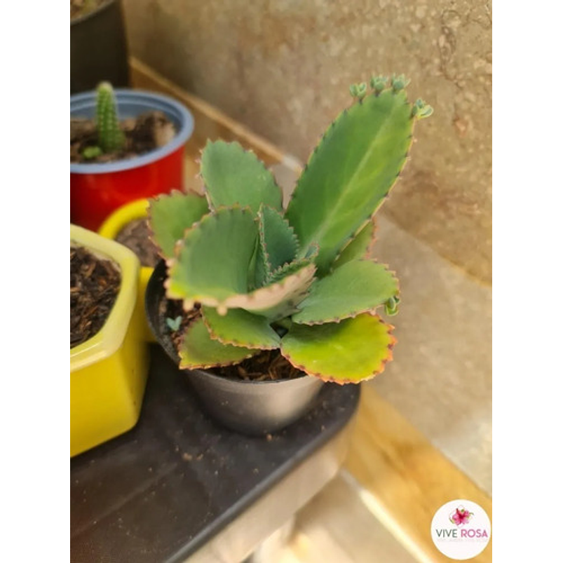 Suculenta En Maceta Tipo Vivero Más Sustrato 4