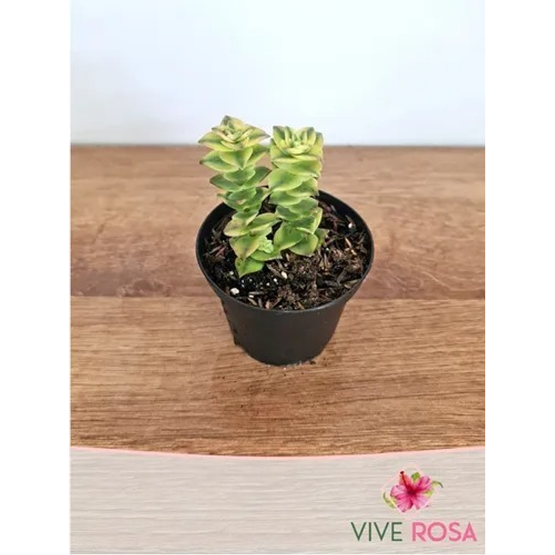 Suculenta En Maceta Tipo Vivero Más Sustrato 5