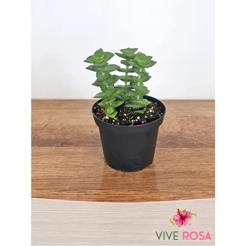 Suculenta En Maceta Tipo Vivero Más Sustrato 6
