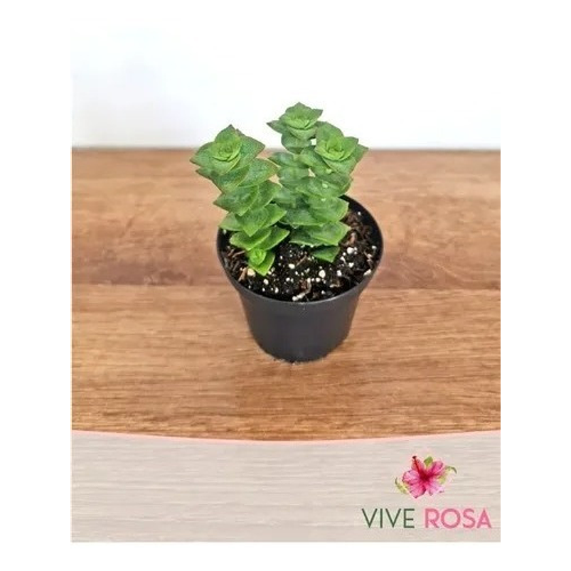 Suculenta En Maceta Tipo Vivero Más Sustrato 7