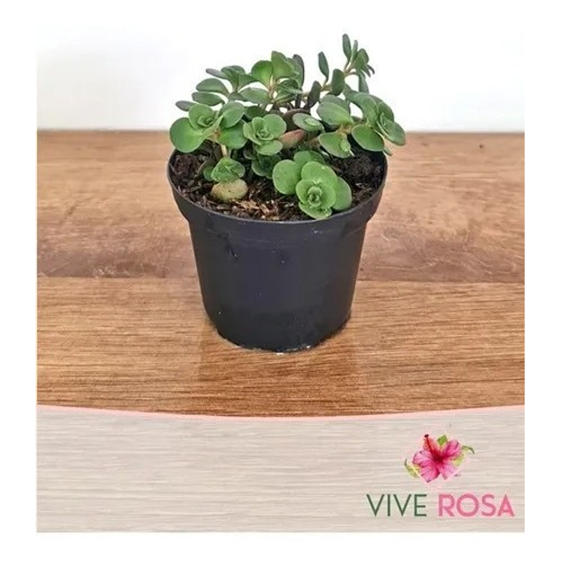 Suculenta En Maceta Tipo Vivero Más Sustrato 8