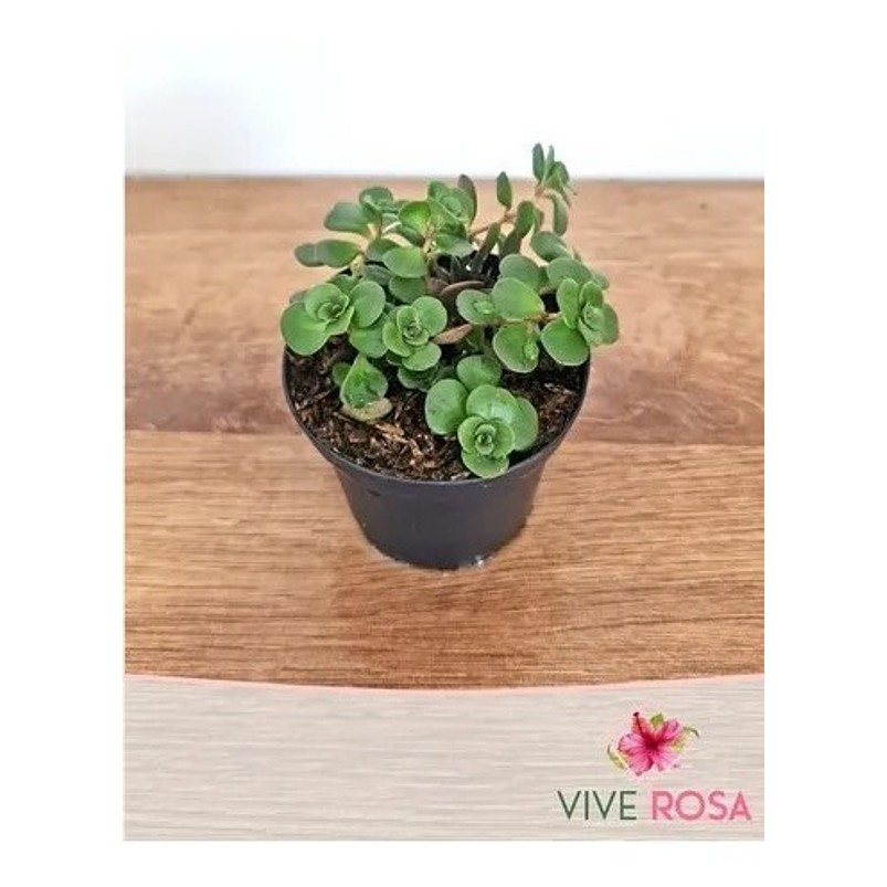 Suculenta En Maceta Tipo Vivero Más Sustrato 9