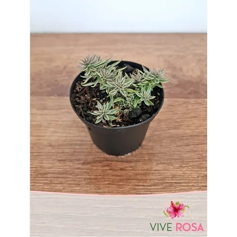 Suculenta En Maceta Tipo Vivero Más Sustrato 11