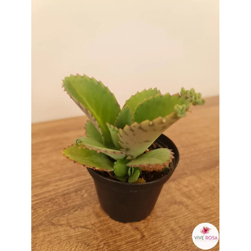 Suculenta En Maceta Tipo Vivero Más Sustrato 12