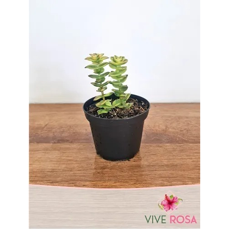 Suculenta En Maceta Tipo Vivero Más Sustrato 13