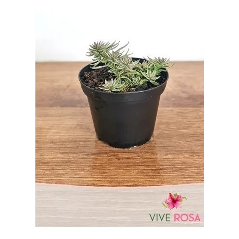 Suculenta En Maceta Tipo Vivero Más Sustrato 16