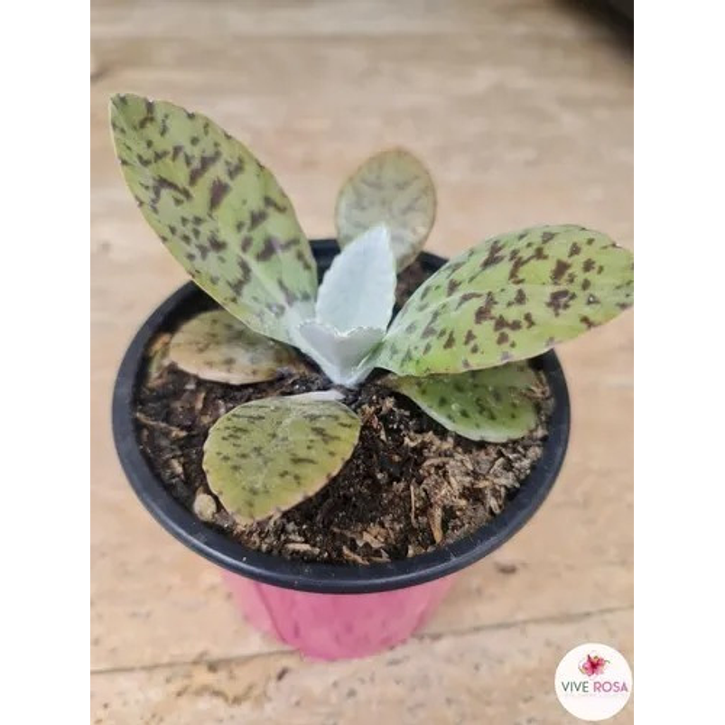 Suculenta En Maceta Tipo Vivero Más Sustrato 1