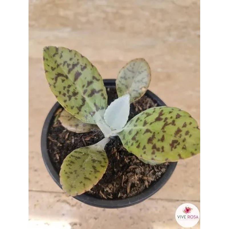 Suculenta En Maceta Tipo Vivero Más Sustrato 2