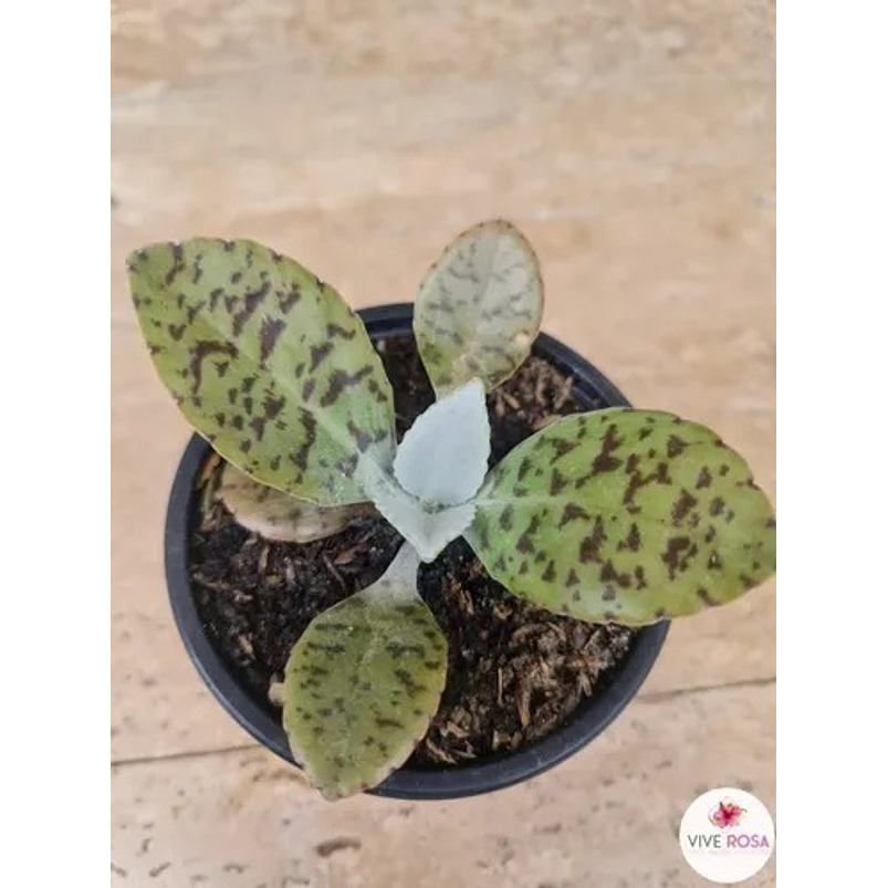 Suculenta En Maceta Tipo Vivero Más Sustrato 3