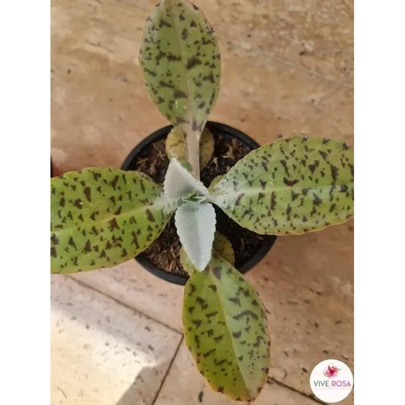 Suculenta En Maceta Tipo Vivero Más Sustrato 4