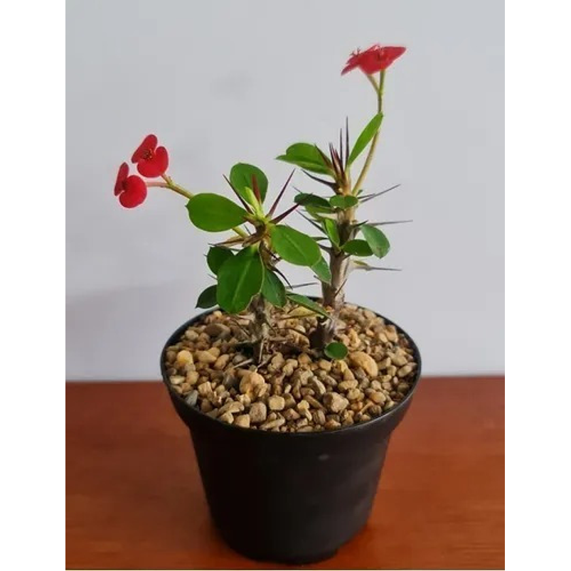 Suculenta En Maceta Tipo Vivero Más Sustrato 6