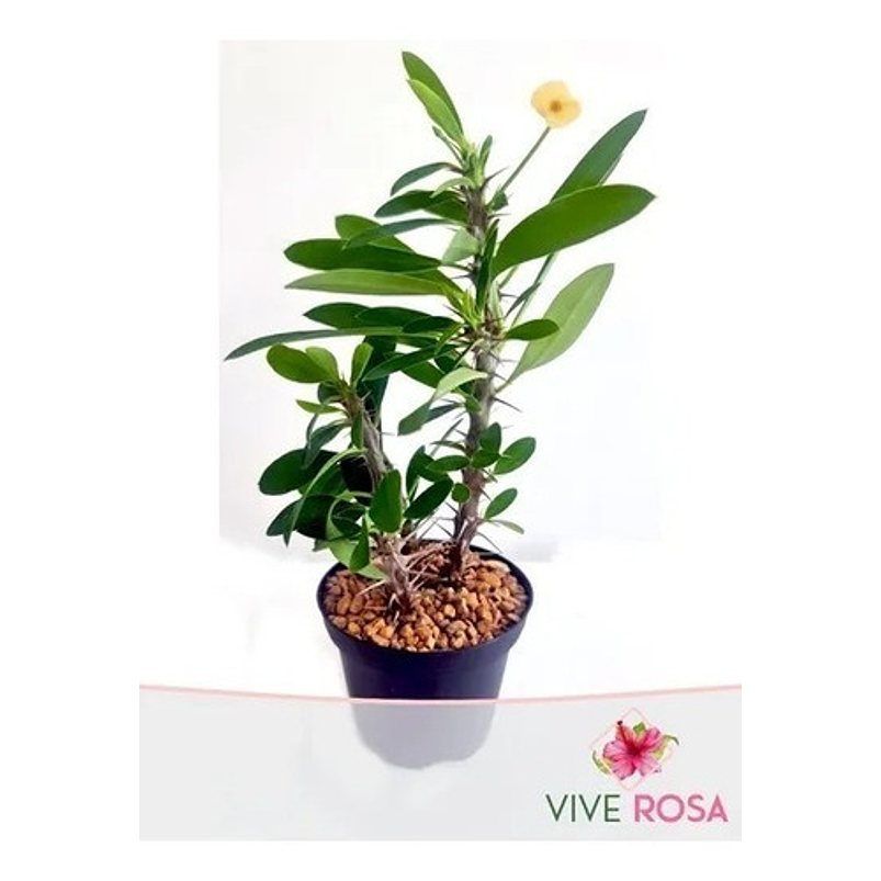 Suculenta En Maceta Tipo Vivero Más Sustrato 7