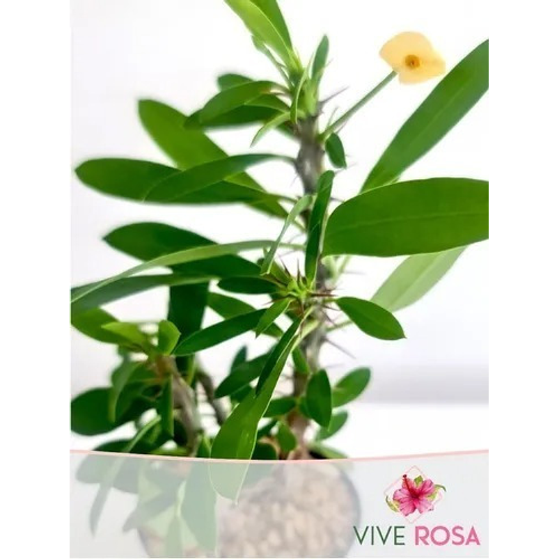 Suculenta En Maceta Tipo Vivero Más Sustrato 8