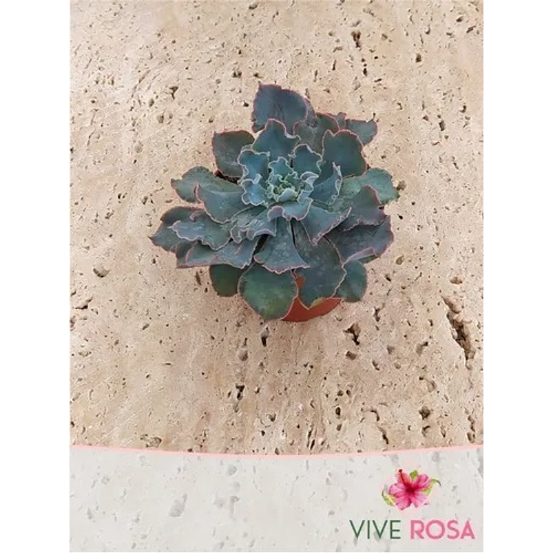 Suculenta En Maceta Tipo Vivero Más Sustrato 10