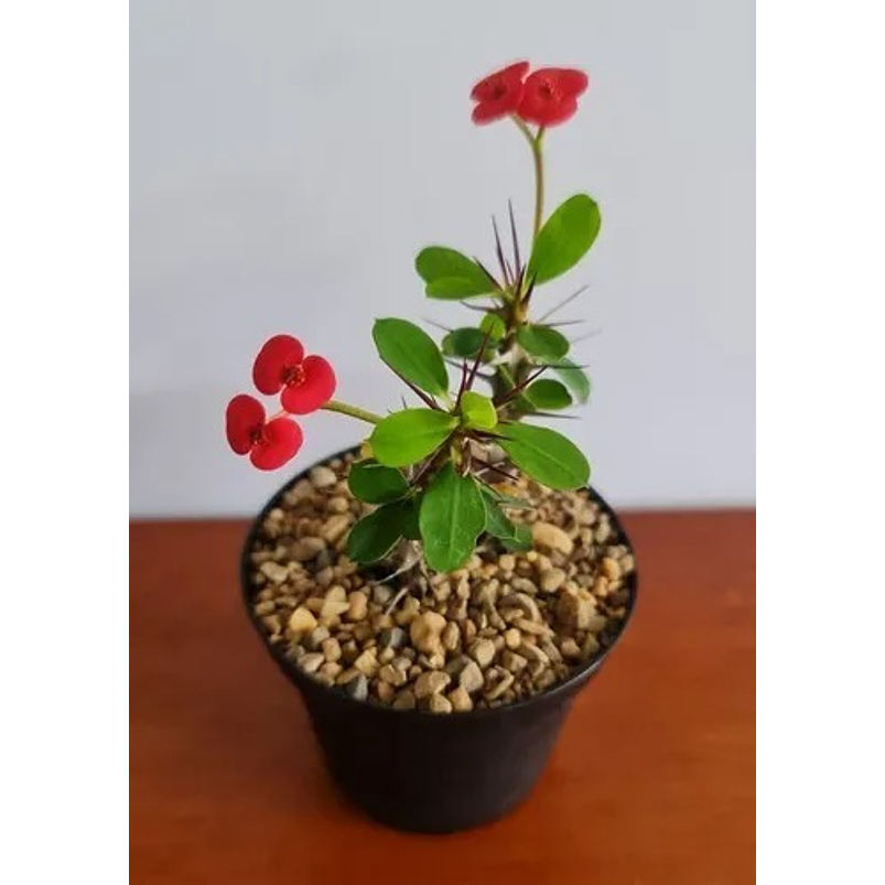 Suculenta En Maceta Tipo Vivero Más Sustrato 12