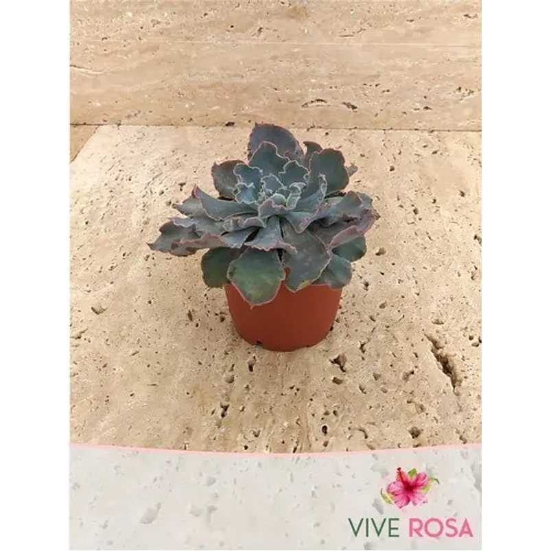 Suculenta En Maceta Tipo Vivero Más Sustrato 14