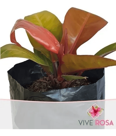 Filodrendo Grande Natural En Maceta Tipo Vivero Más Sustrato