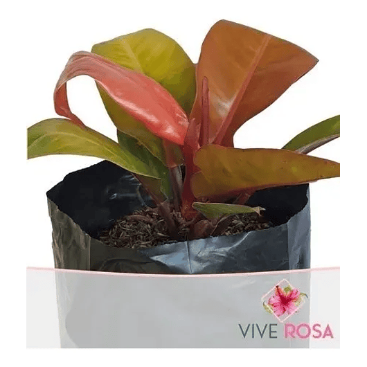 Filodrendo Grande Natural En Maceta Tipo Vivero Más Sustrato 1