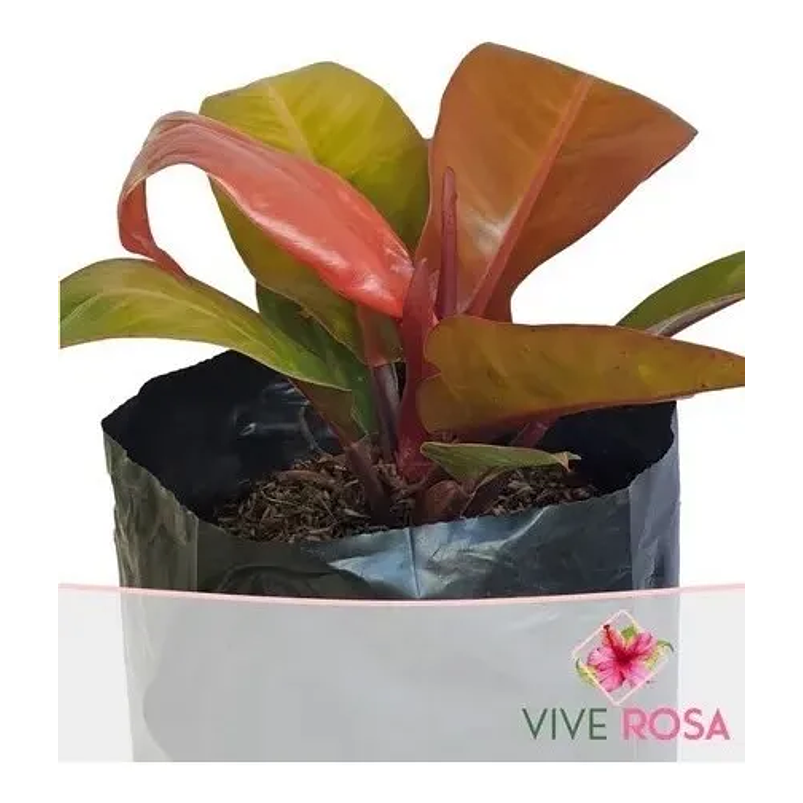 Filodrendo Grande Natural En Maceta Tipo Vivero Más Sustrato 1