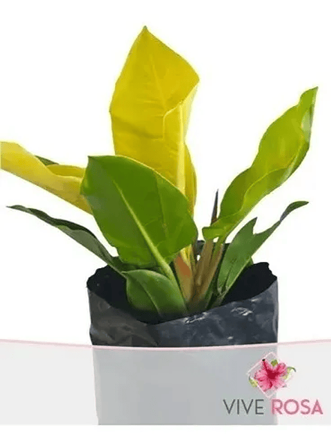 Filodrendo Grande Natural En Maceta Tipo Vivero Más Sustrato