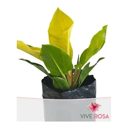 Filodrendo Grande Natural En Maceta Tipo Vivero Más Sustrato 2