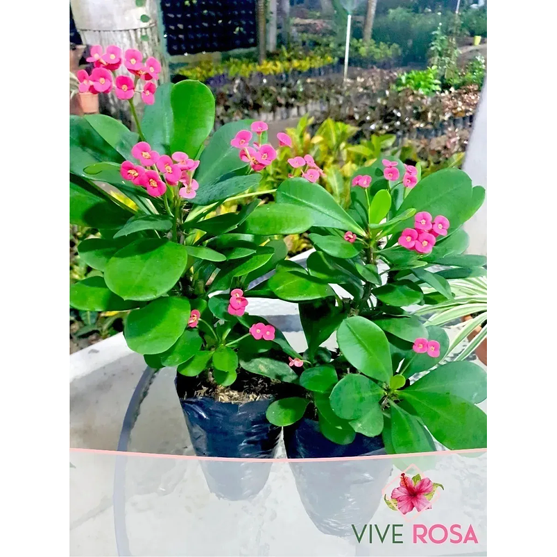 Corona De Cristo Más Sustrato Organico 1