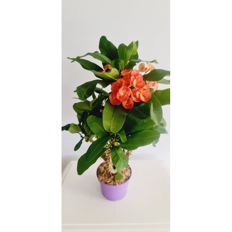 Corona De Cristo Planta En Maceta Tipo Vivero Más Sustrato  2