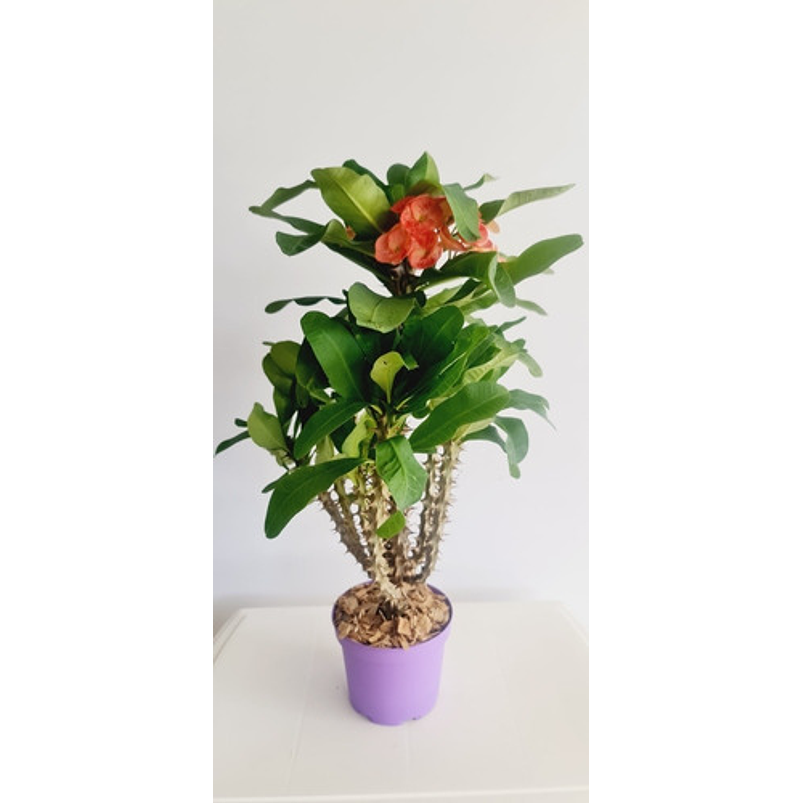 Corona De Cristo Planta En Maceta Tipo Vivero Más Sustrato  3