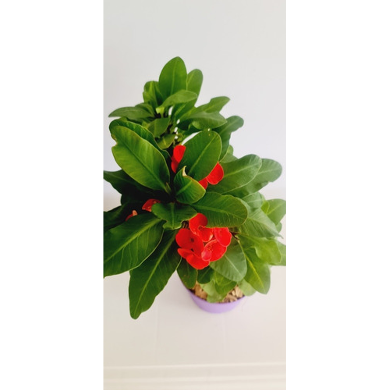 Corona De Cristo Planta En Maceta Tipo Vivero Más Sustrato  5