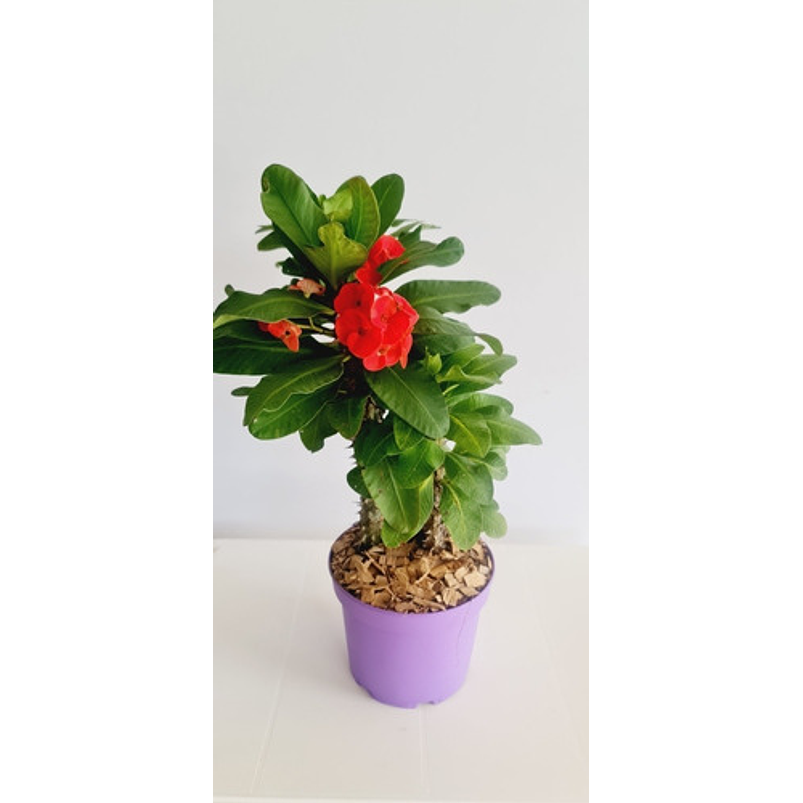 Corona De Cristo Planta En Maceta Tipo Vivero Más Sustrato  6