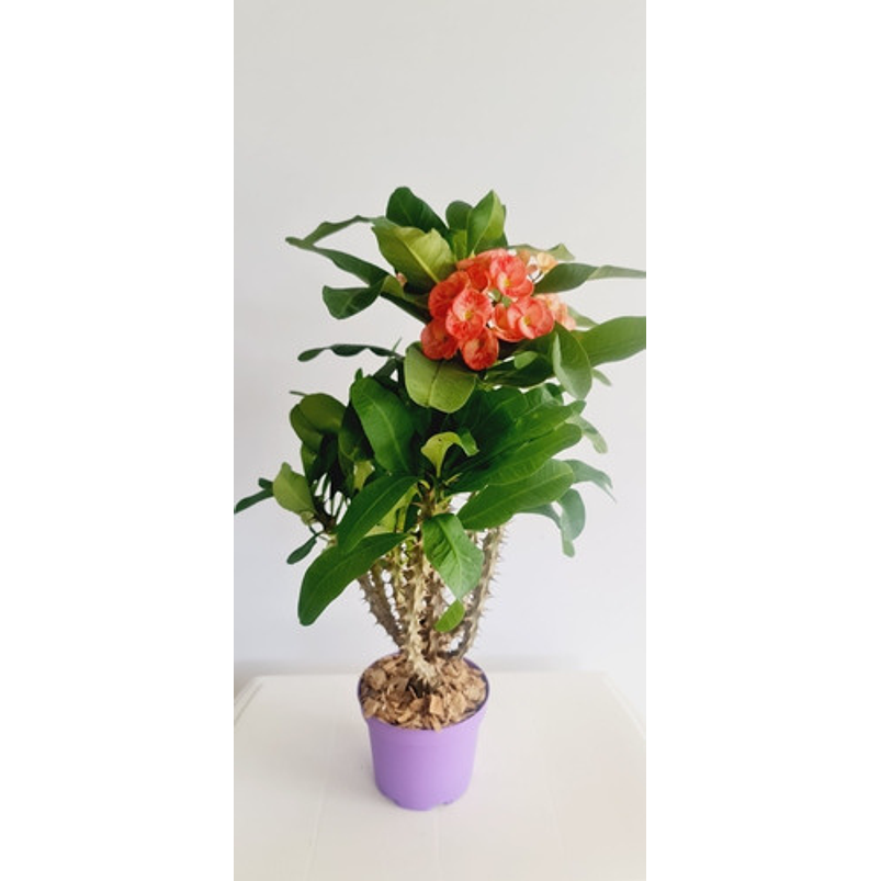 Corona De Cristo Planta En Maceta Tipo Vivero Más Sustrato  7