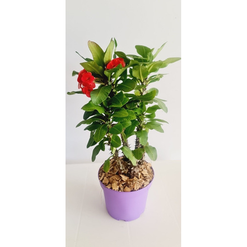 Corona De Cristo Planta En Maceta Tipo Vivero Más Sustrato  8