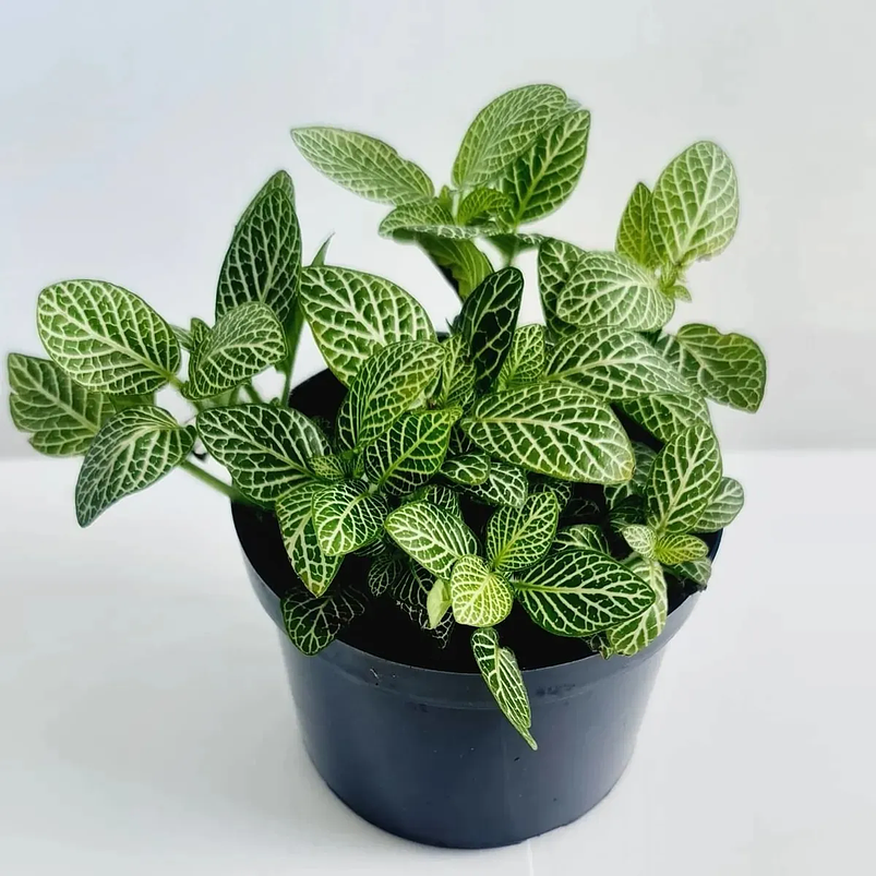 Fitonias Natural Más Sustrato Orgánico Más Maceta Tipo Vivero 1