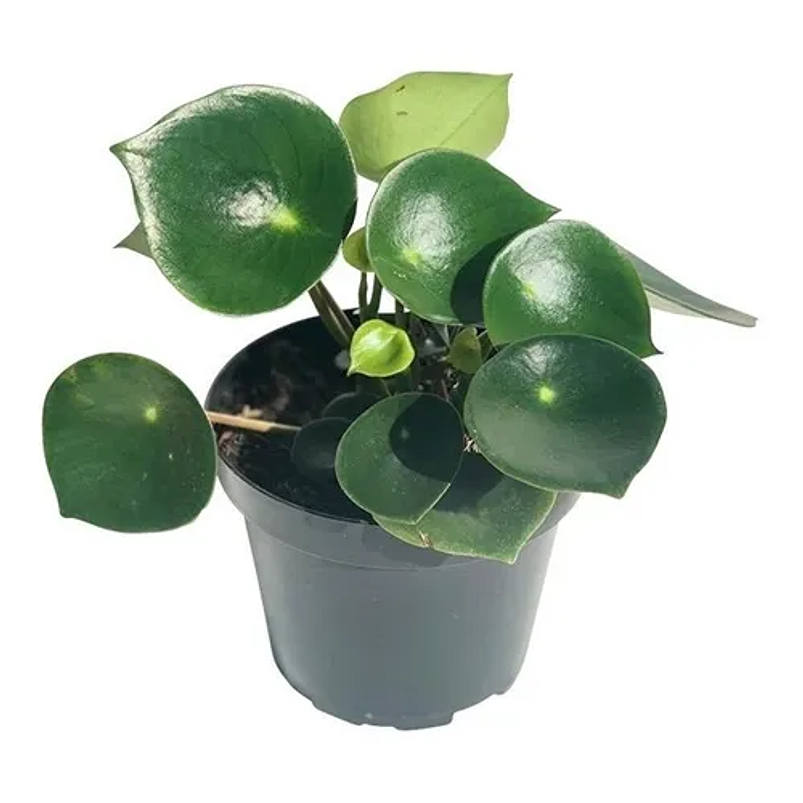 Peperomia Verde Más Sustrato Orgánico Más Maceta Vivero 1