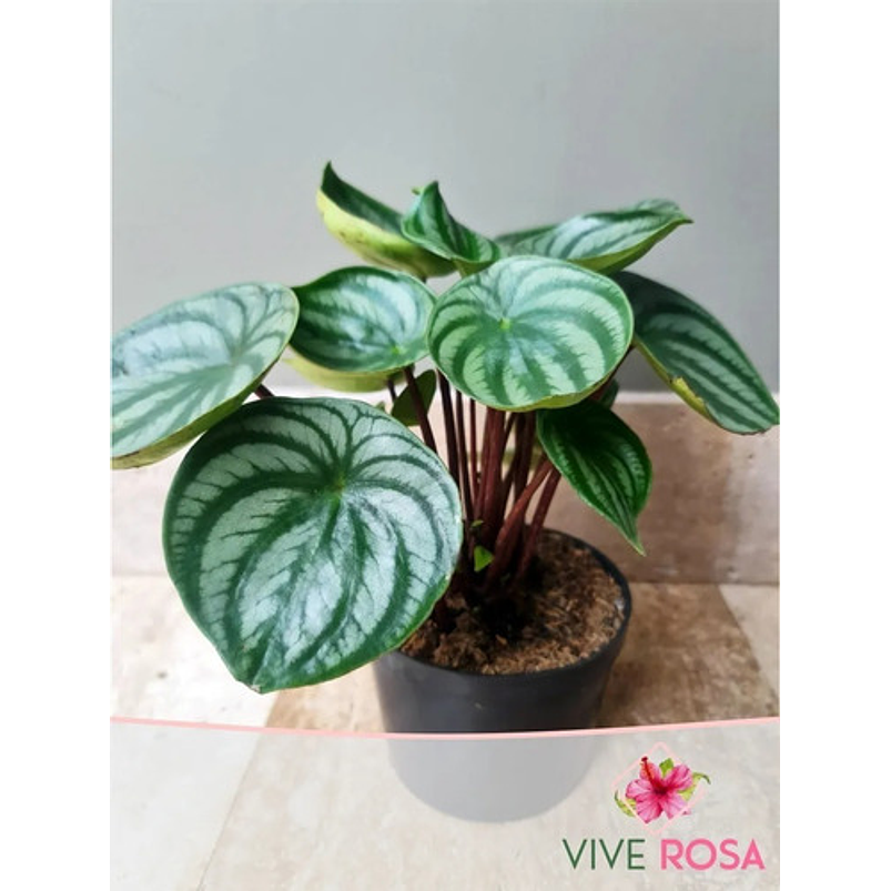 Peperomia Cucharita En Maceta Vivero Más Sustrato Orgánico 1