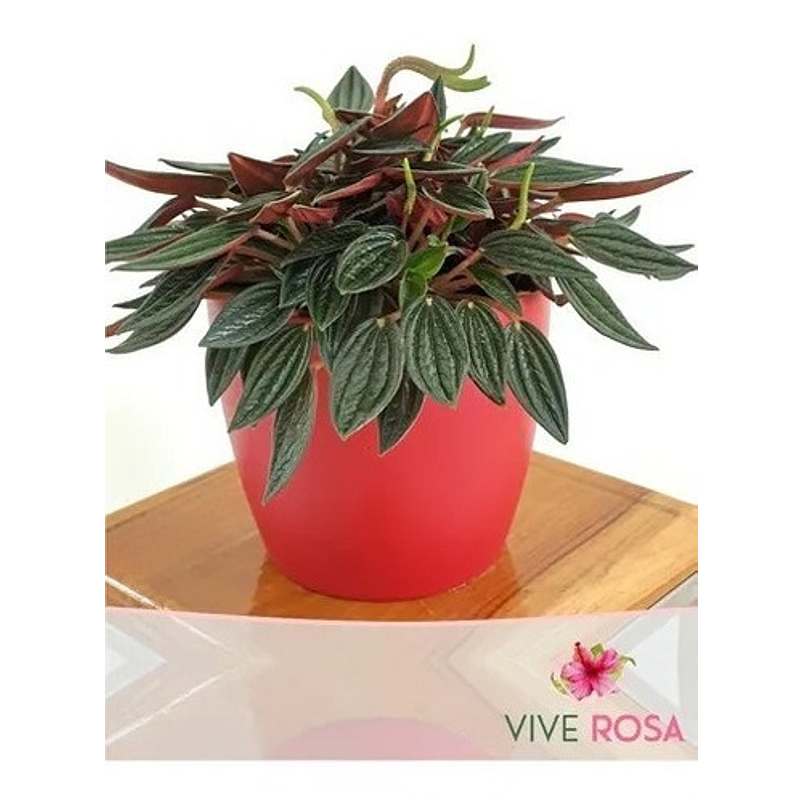 Peperomia Rizo En Maceta Tipo Vivero Más Sustrato 1