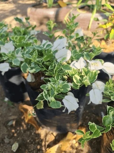 Trinitaria Buganvilia Planta Natural Sustrato Abono Organico