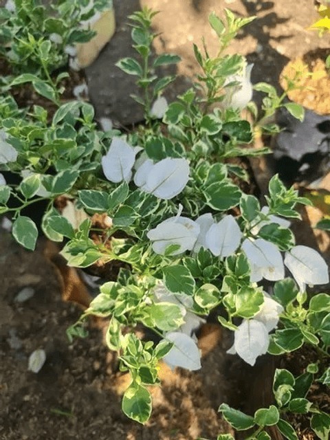 Trinitaria Buganvilia Planta Natural Sustrato Abono Organico