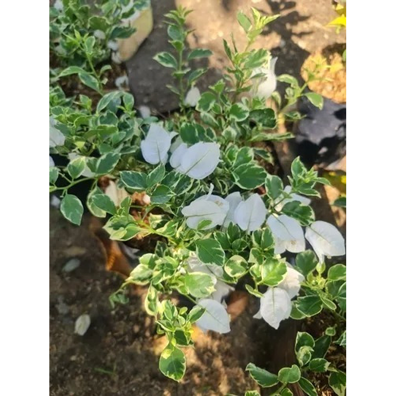 Trinitaria Buganvilia Planta Natural Sustrato Abono Organico 2