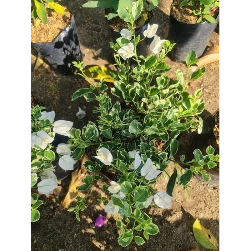 Trinitaria Buganvilia Planta Natural Sustrato Abono Organico 3