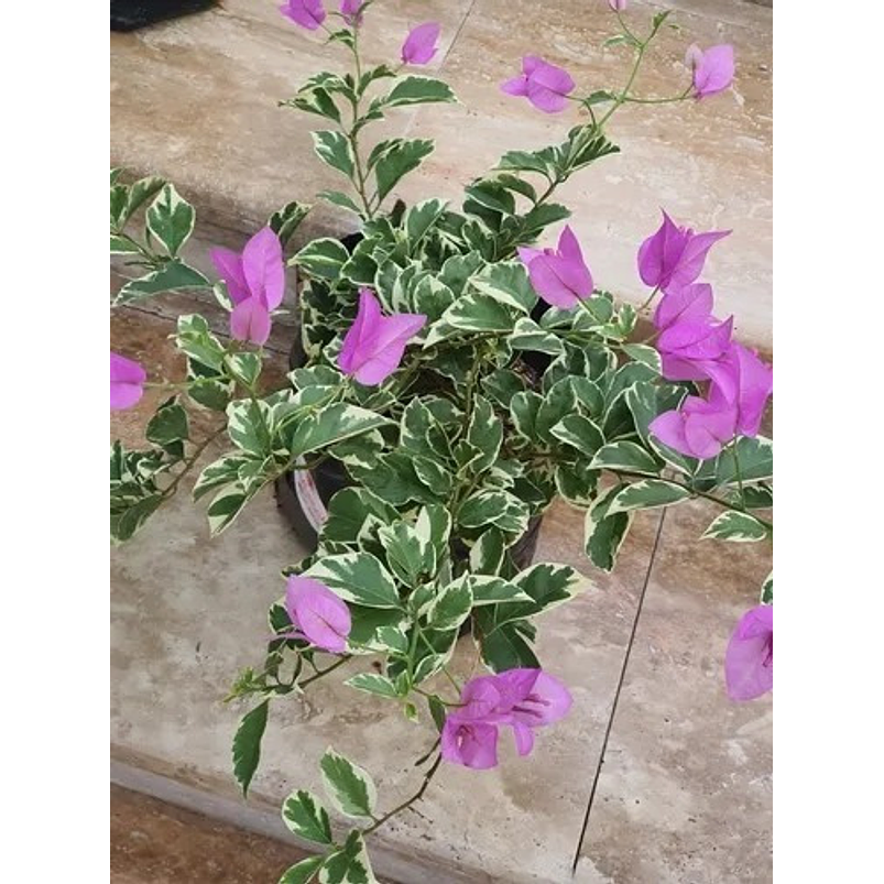 Trinitaria Buganvilia Planta Natural Sustrato Abono Organico 4