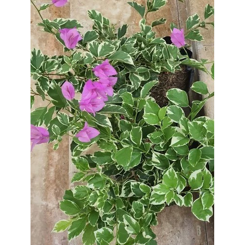 Trinitaria Buganvilia Planta Natural Sustrato Abono Organico 5