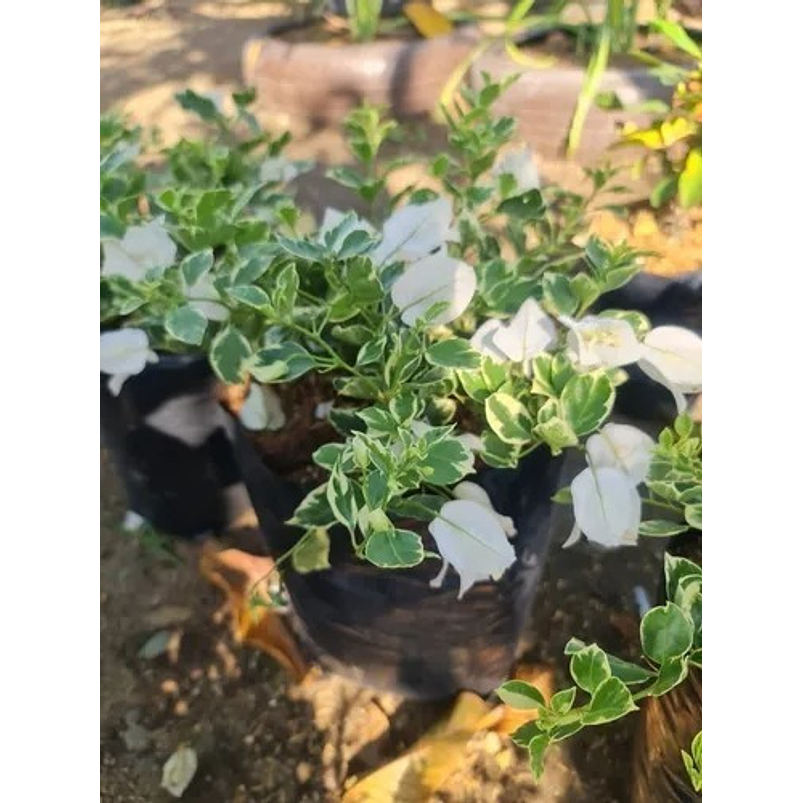 Trinitaria Buganvilia Planta Natural Sustrato Abono Organico 6